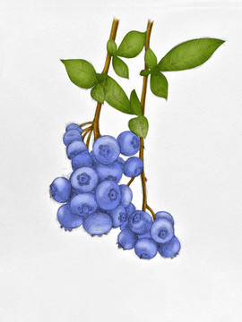 手绘蓝莓分层