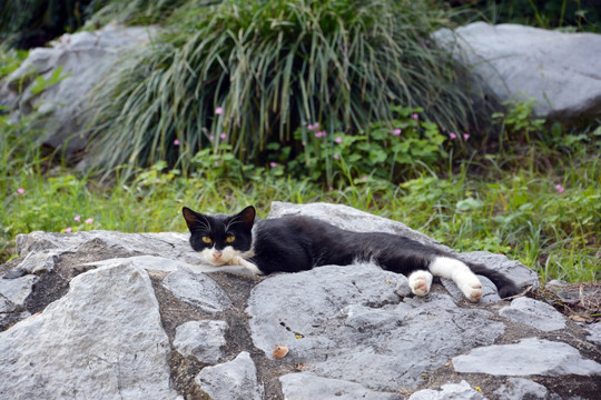 休息的黑猫