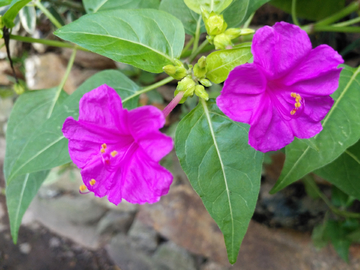 紫茉莉