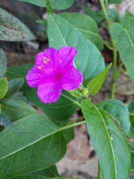 紫茉莉