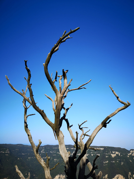 干枯的树木