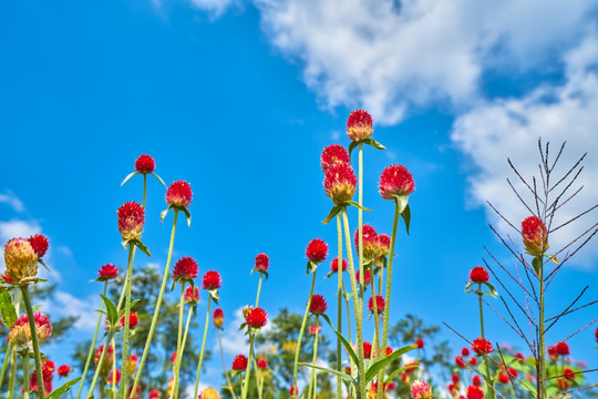 火球花