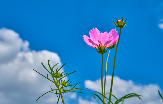 圣洁之花