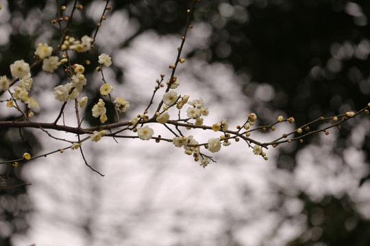 梅花