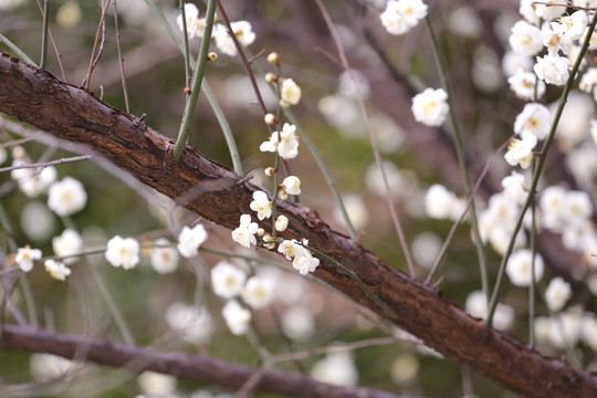 梅花