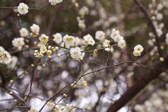 梅花