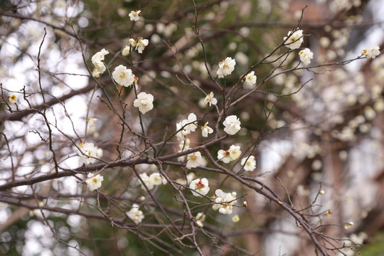 梅花