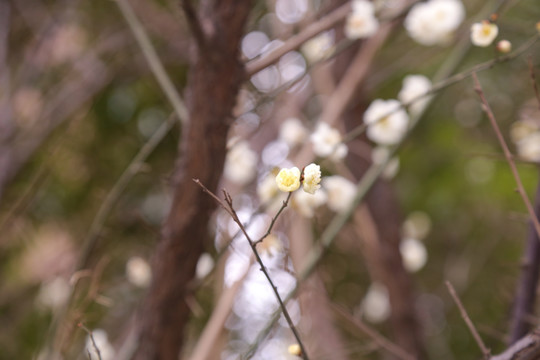 梅花