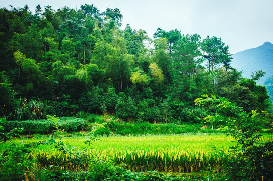 山林风光