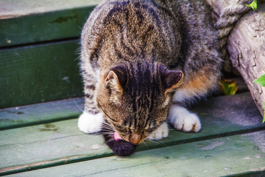 一只黑纹花猫