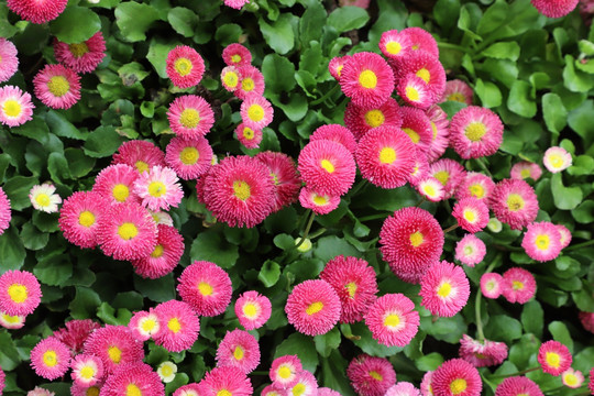 雏菊
