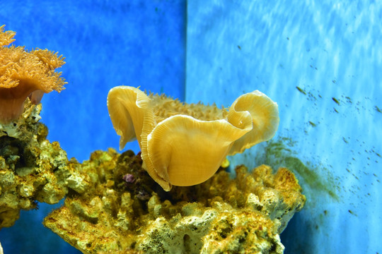 珊瑚虫海底世界