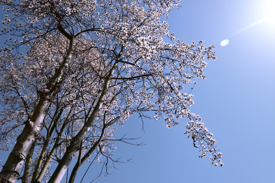 花树开花