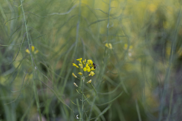 油菜花