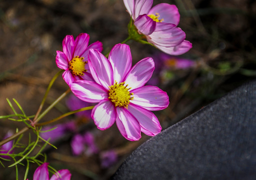 粉色格桑花