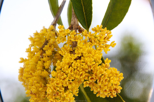 金桂桂花