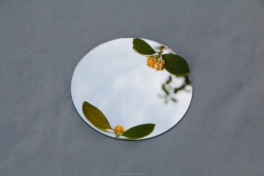 桂花