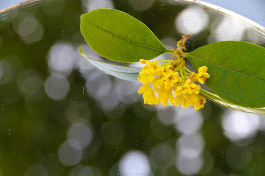 桂花