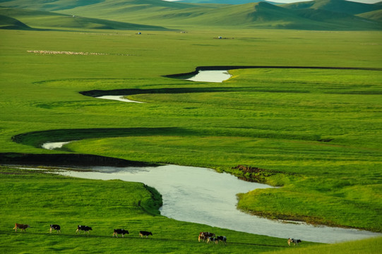 夏季草原河流牛群
