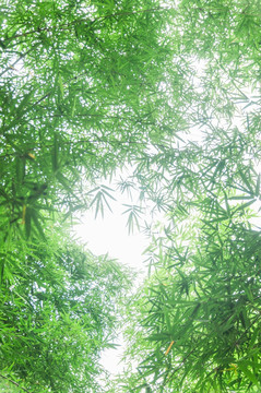 竹林