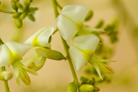 龙爪槐花