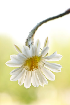 仙人球花