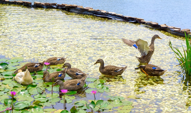 野鸭游泳在荷花池