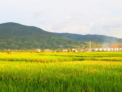 稻田