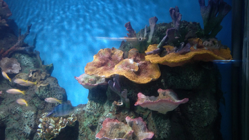 海洋生物