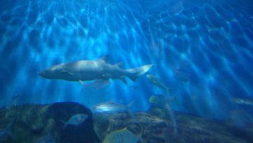 海洋生物