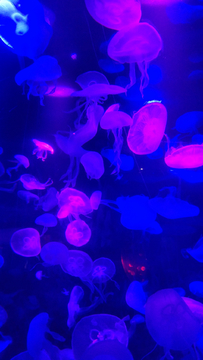 水母