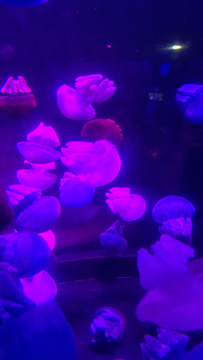水母