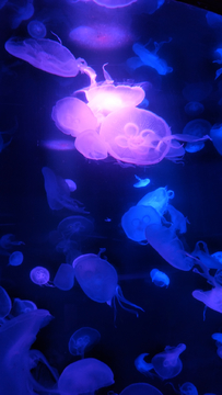 水母