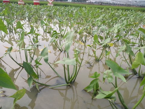 水生植物