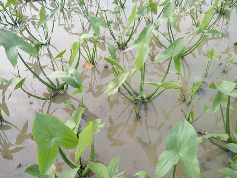 水生植物