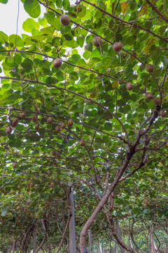 猕猴桃种植园