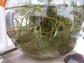 芽 水植 水培 鱼缸