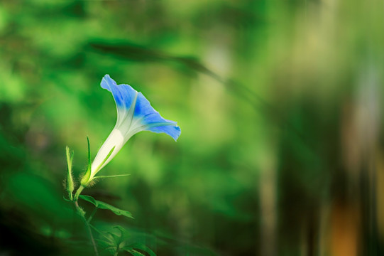 牵牛花