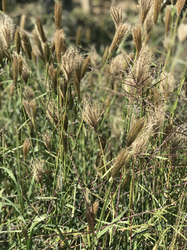 虎尾草