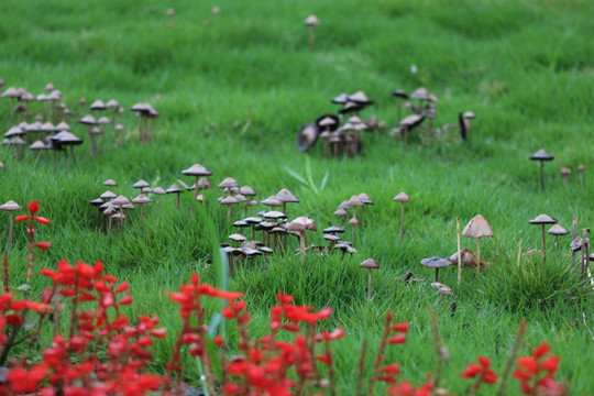 野生小蘑菇小菌菇草地蘑菇
