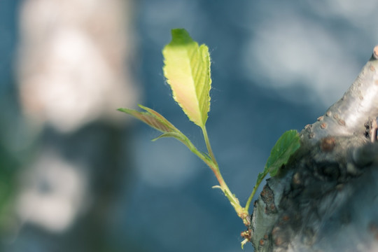 树枝新树枝树芽嫩芽新芽