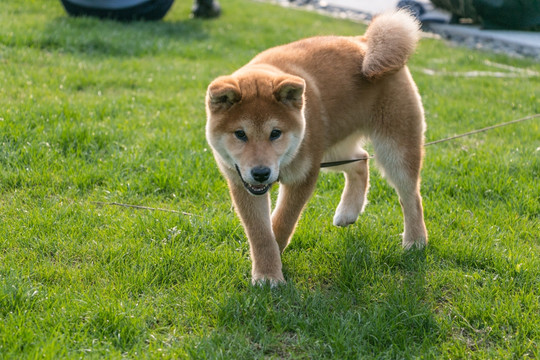 宠物狗柴犬日本犬小狗狗