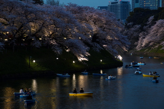 日本樱花夜景