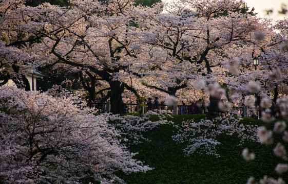 樱花