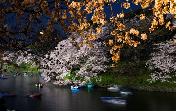 樱花夜景