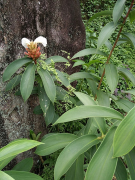 花卉