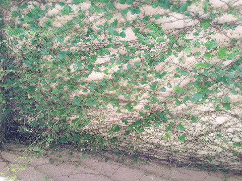 绿色植物爬墙植物爬山虎绿色叶子