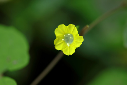 黄色野花