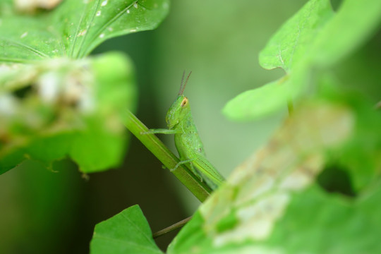 高清蝗虫