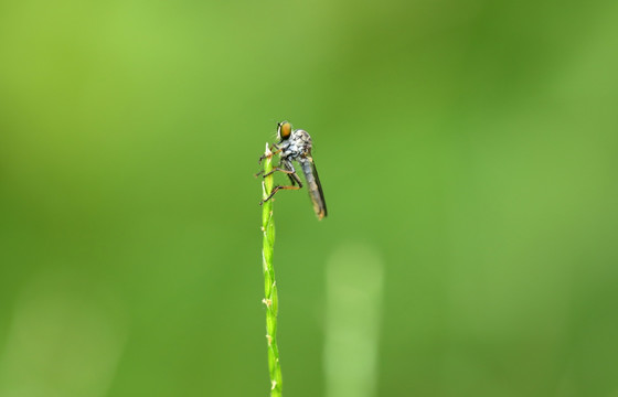 牛虻幼虫高清图片